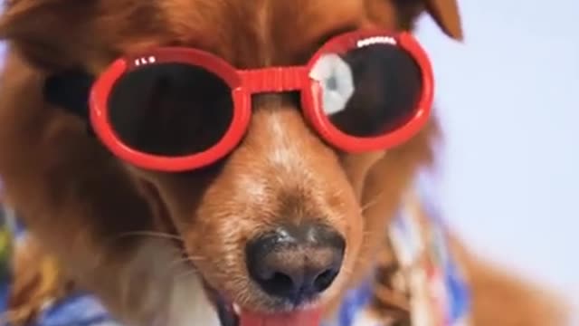 Cat funny video animal video tik tok video pet and animal short funny video