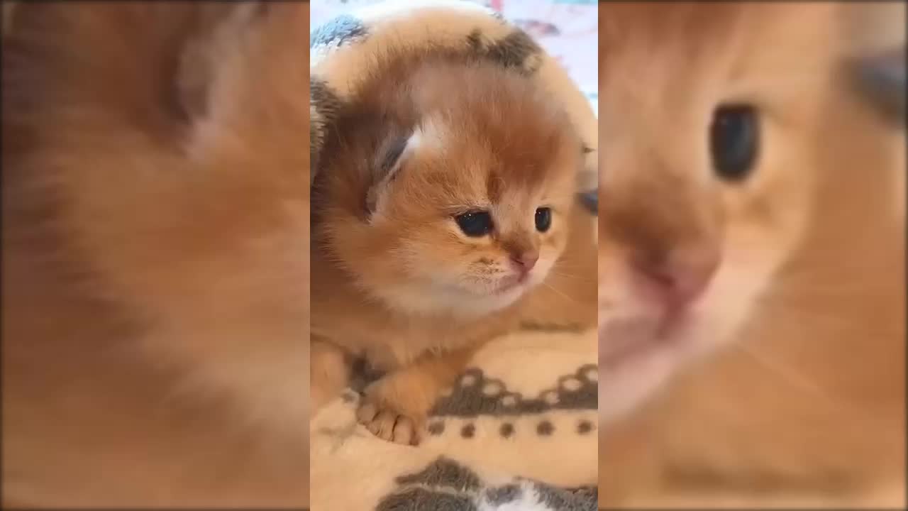 Ohh! SO Lovly Funny Animals Cats