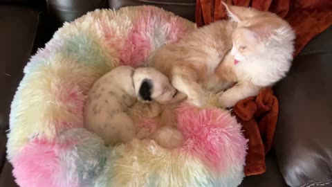 4 month old Maine Coon kitten interacts with 2 week old Dalmatian Puppy