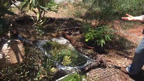 2015 12 Tour of Kath's Permaculture Garden