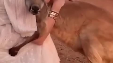 Supernatural attachment amazing love between animals and humans
