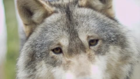 The Wolf