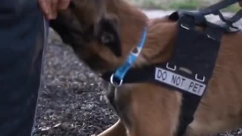 dog Training short video