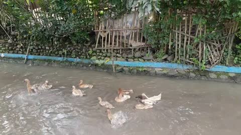 The ducks are dancing in the water so happy