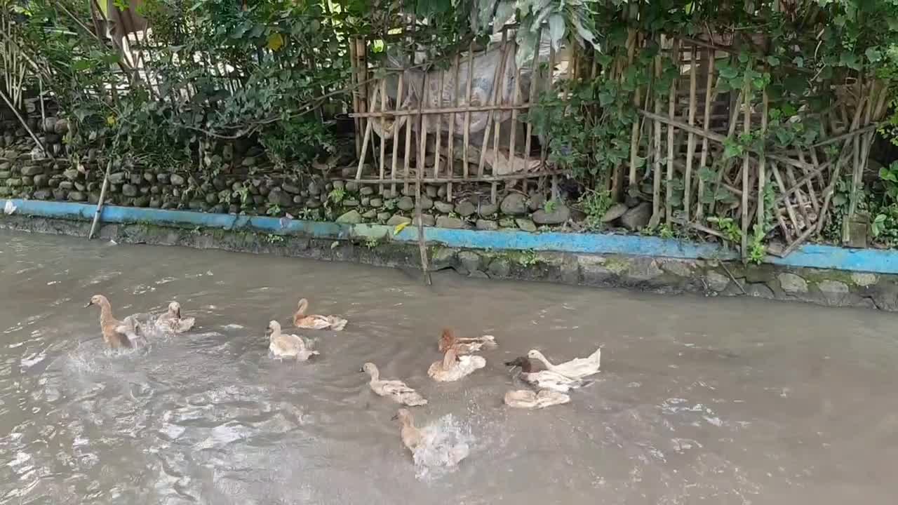 The ducks are dancing in the water so happy