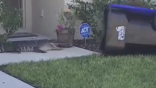 Amazing Catching Ability