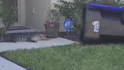 Amazing Catching Ability