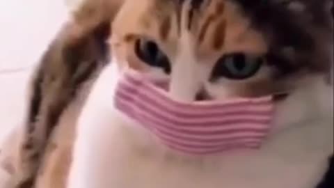 Gatinho de máscara