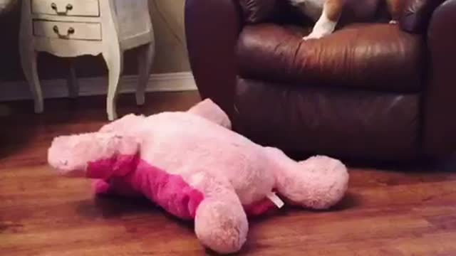 Gerald the Bulldog watches Wrestlemania and thinks he is a pro wrestler.