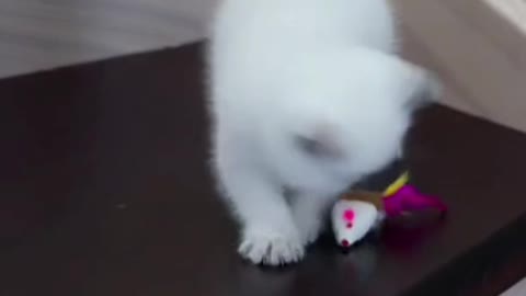 Funny Cat #cat #shorts