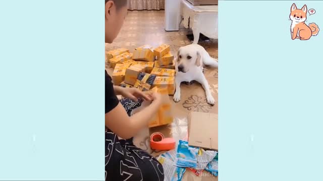 You will Laugh at it, funny Dog Video, Funny Animal video part5