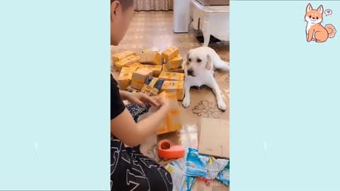 You will Laugh at it, funny Dog Video, Funny Animal video part5