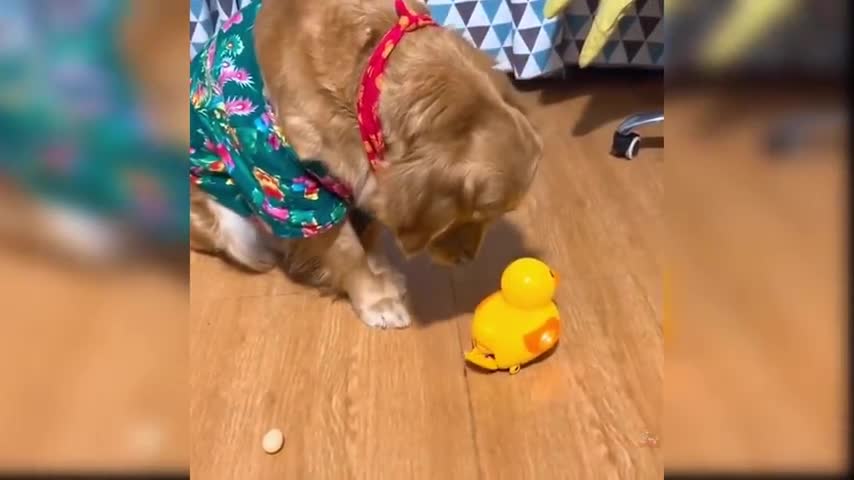 Baby Dog | so cute and funny u never seen febore