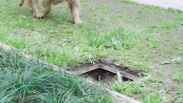 Funny pet play video