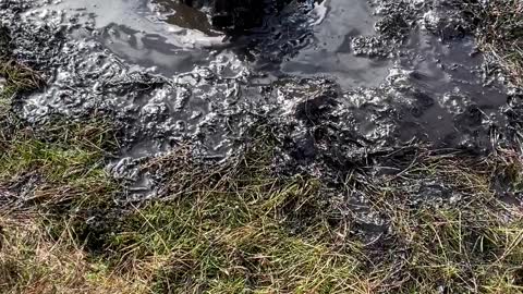 Messy Doggy Becomes A Bog Monster