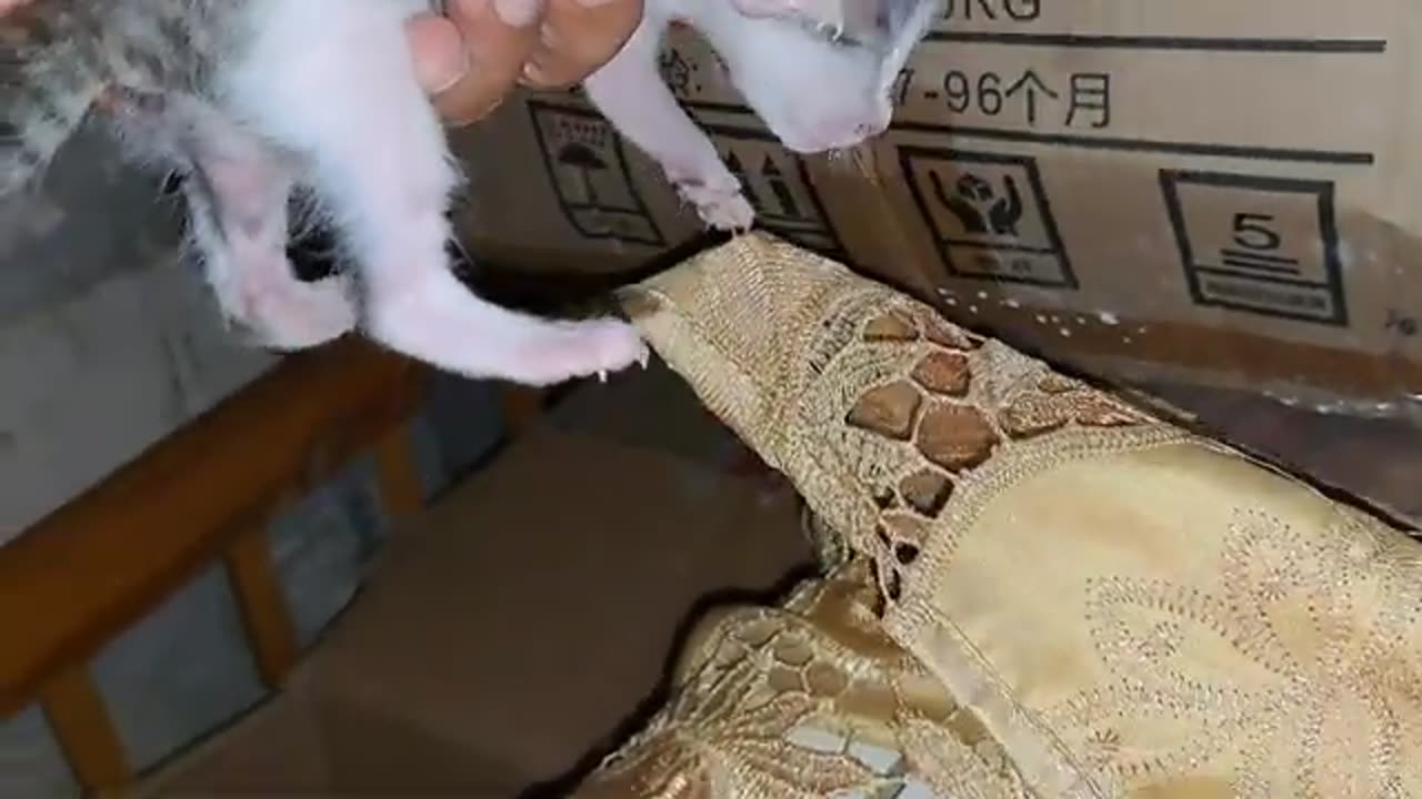 I got the newborn kittens in my hands. The mother heard the kittens and came to her kittens.