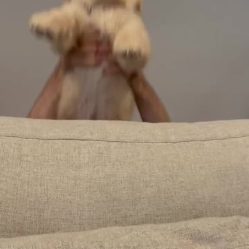 funny puppies video | funny dogs