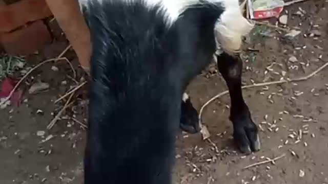 How Beautiful Goat | I Love Animals | Village Grass And Goat ❣️