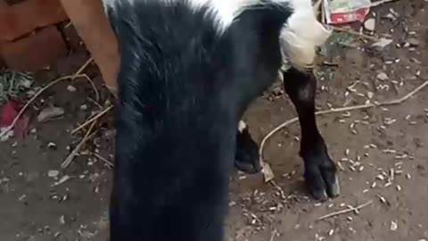 How Beautiful Goat | I Love Animals | Village Grass And Goat ❣️