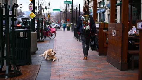 The dog enjoys waiting on the sidewalk