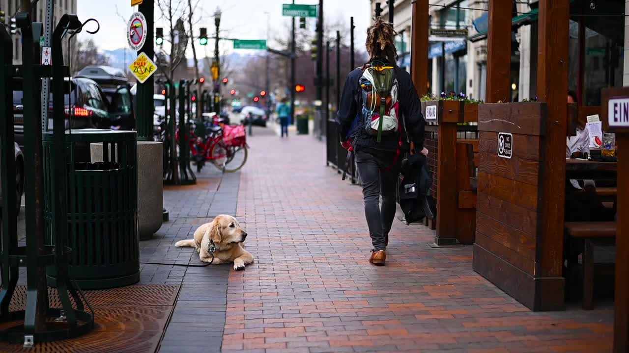 The dog enjoys waiting on the sidewalk
