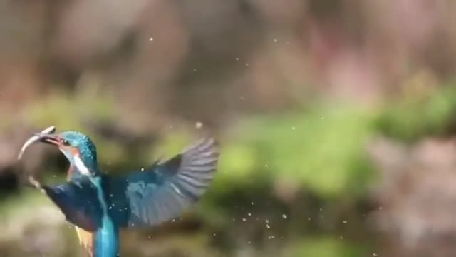 🐤The Kingfisher Can Take Off From Under The Water. | Interesting Facts #Shorts #interestingfacts