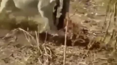 Crazy Animal