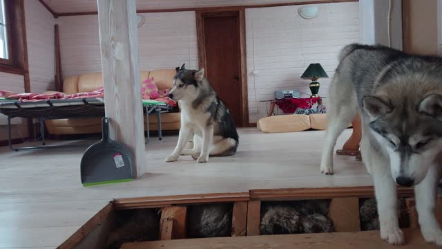 Husky won't go down stairs unless carried in owner's arms