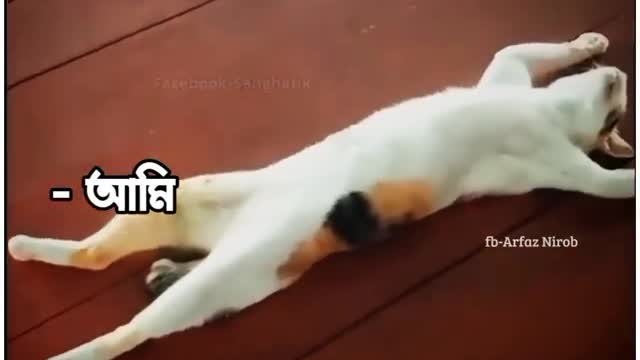 ইফতার খাওয়ার ১০ মিনিট পর cats