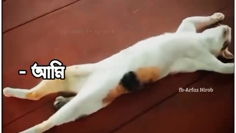 ইফতার খাওয়ার ১০ মিনিট পর cats