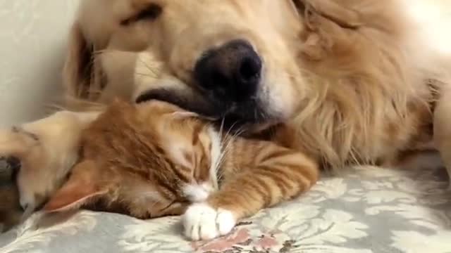 Gentle Golden Retriever and Cuddly Kitten Are Pure Cuteness