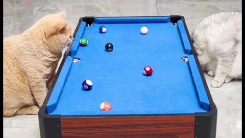 Funny cute cat video
