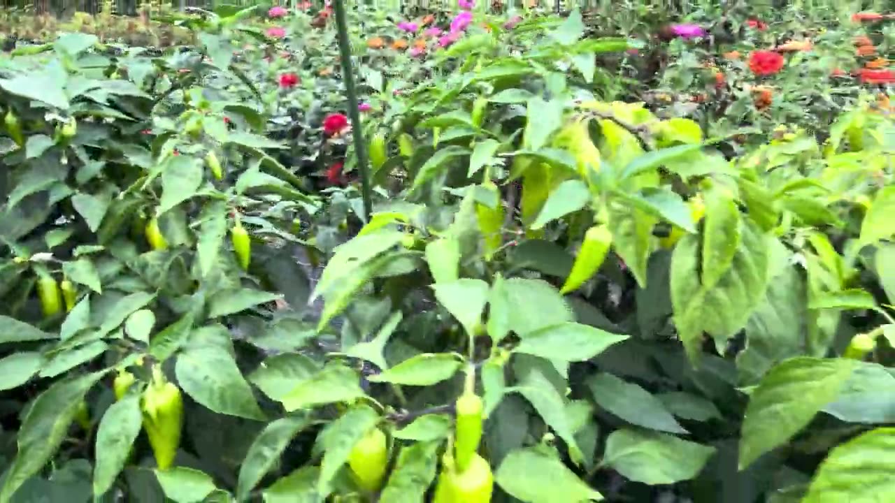 Tomatoes & Pepper Garden