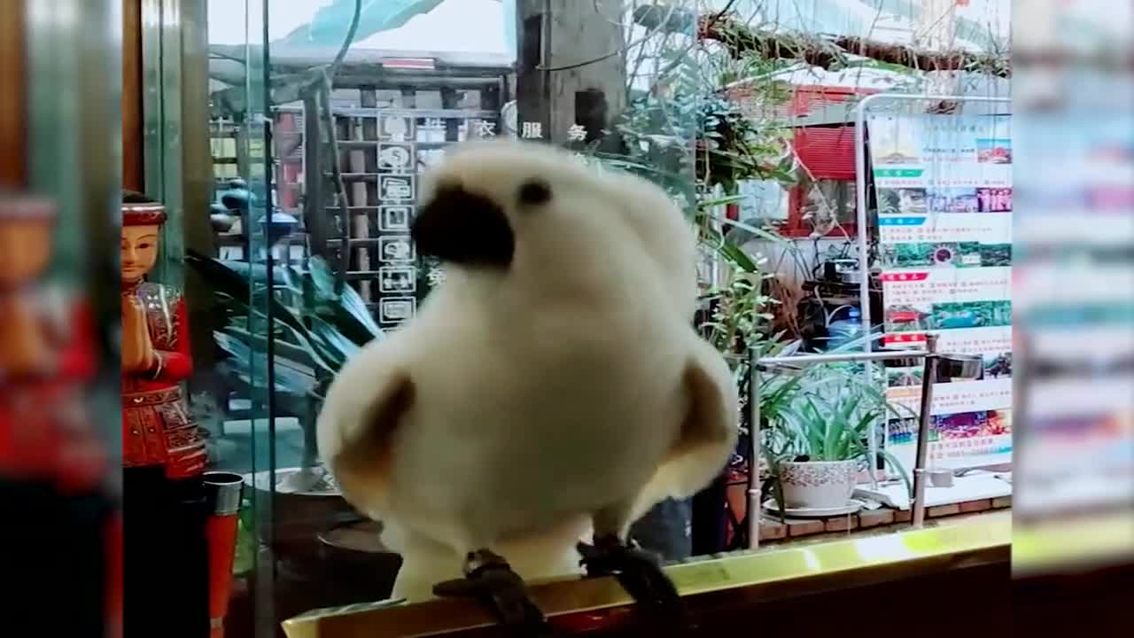 This parrot is good at playing