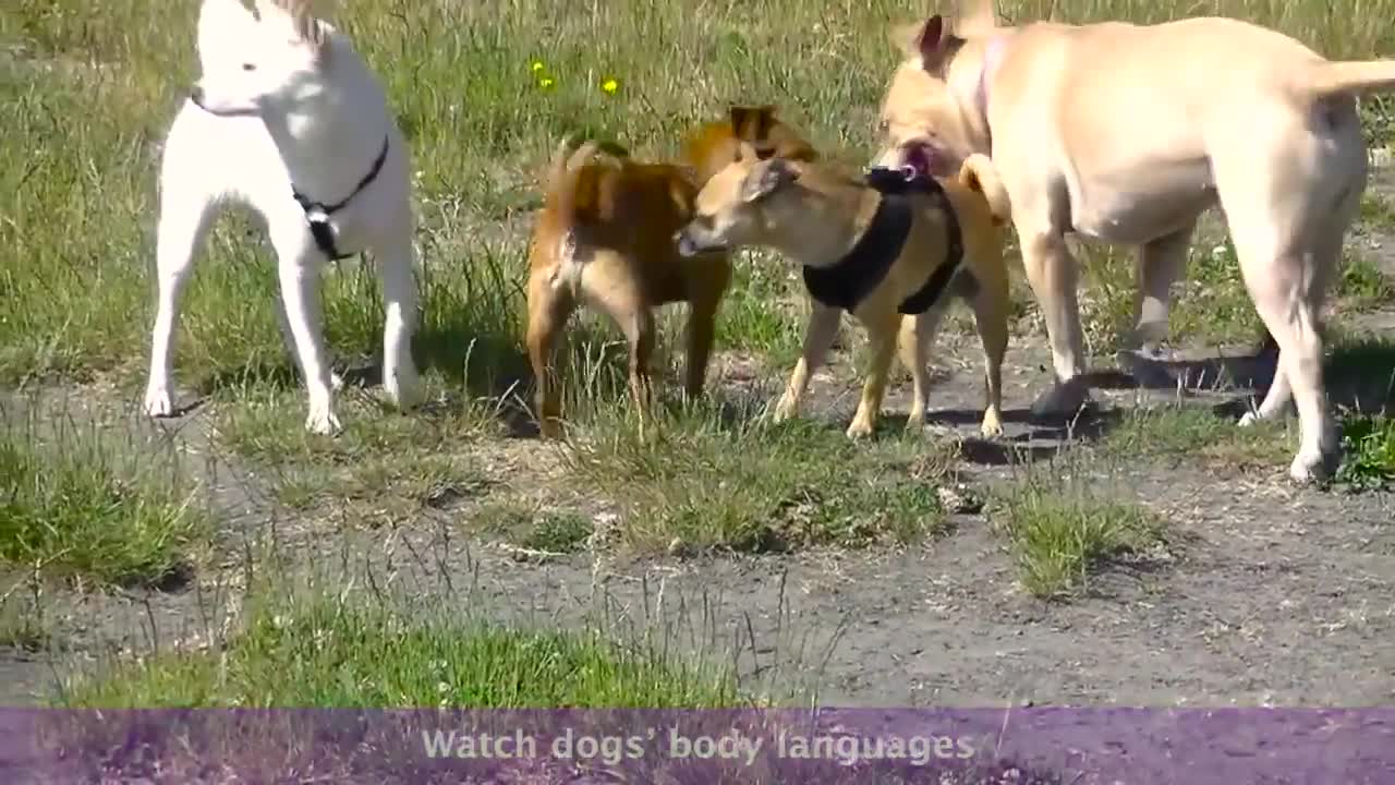 What does a good dog meeting look likes