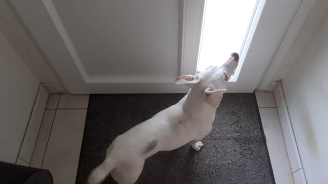 A jack russell waiting at the door