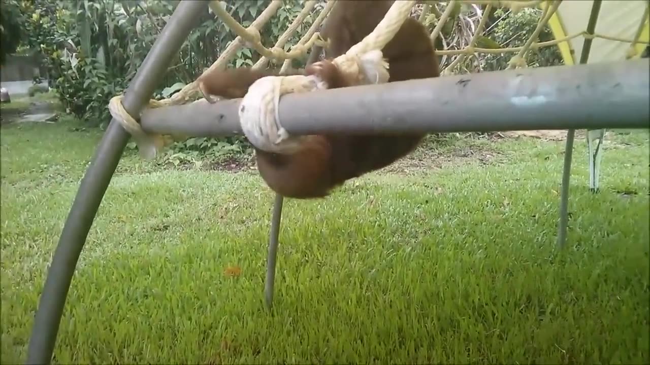 Baby Sloths - FUNNIEST Compilation