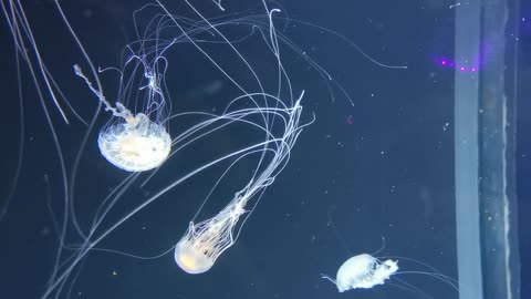 JELLY FISH🐠🐋🐟 | OCEAN LIFE'S | NATURE LOVER |