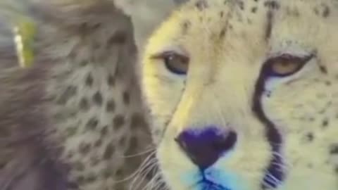 Cheeta_cuts_baby
