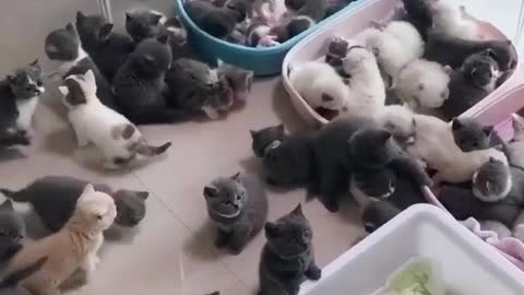Cats Love Cardboard Boxes More Than You Think !
