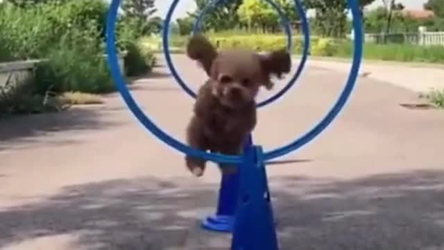 Dog Challenge