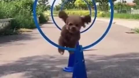 Dog Challenge