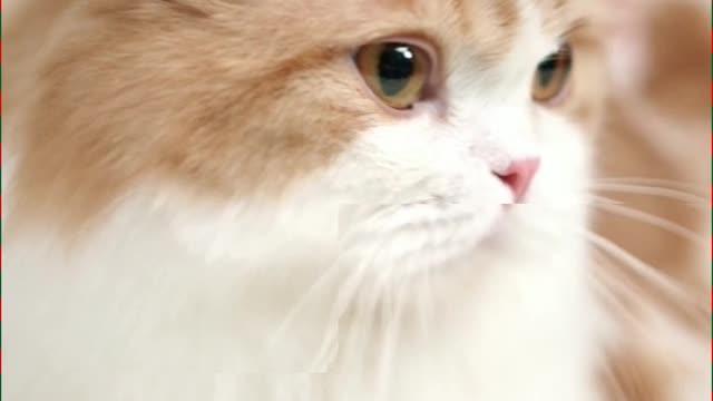 Emotional cat 🐱