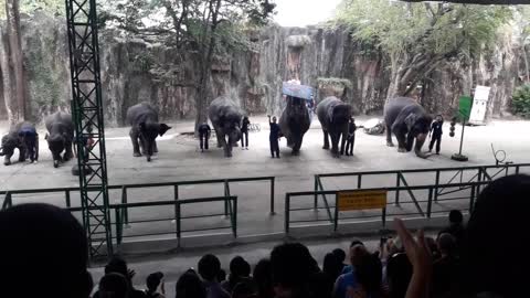 Elephant dance show