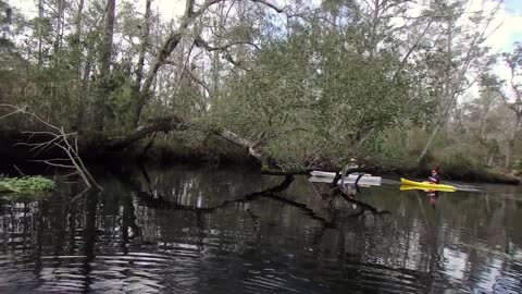 Kayaking Lanceford Creek