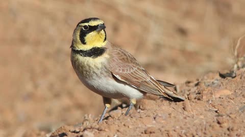 Horned Lark Bird Song Video