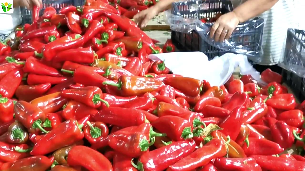 Obst & Gemüse aus Albanien direkt vom Produzenten