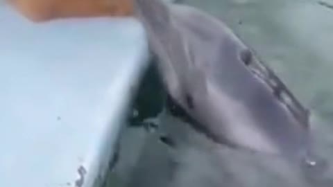 Dolphin Kiss Dog