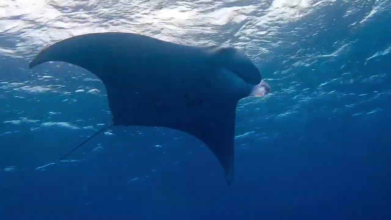 beautiful stingray 🤿😱