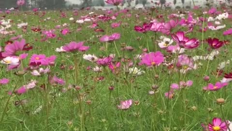 Take you to see the wildflowers on the roadside